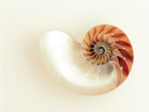 Nautilus shell represents evolution and growth