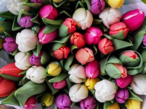 many colourful tulips bunched together in a bouquet