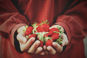 hands cupped as in a bowl, holding ripe, red strawberries 