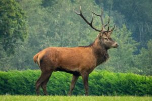 large male deer with a 10 point rack of antlers