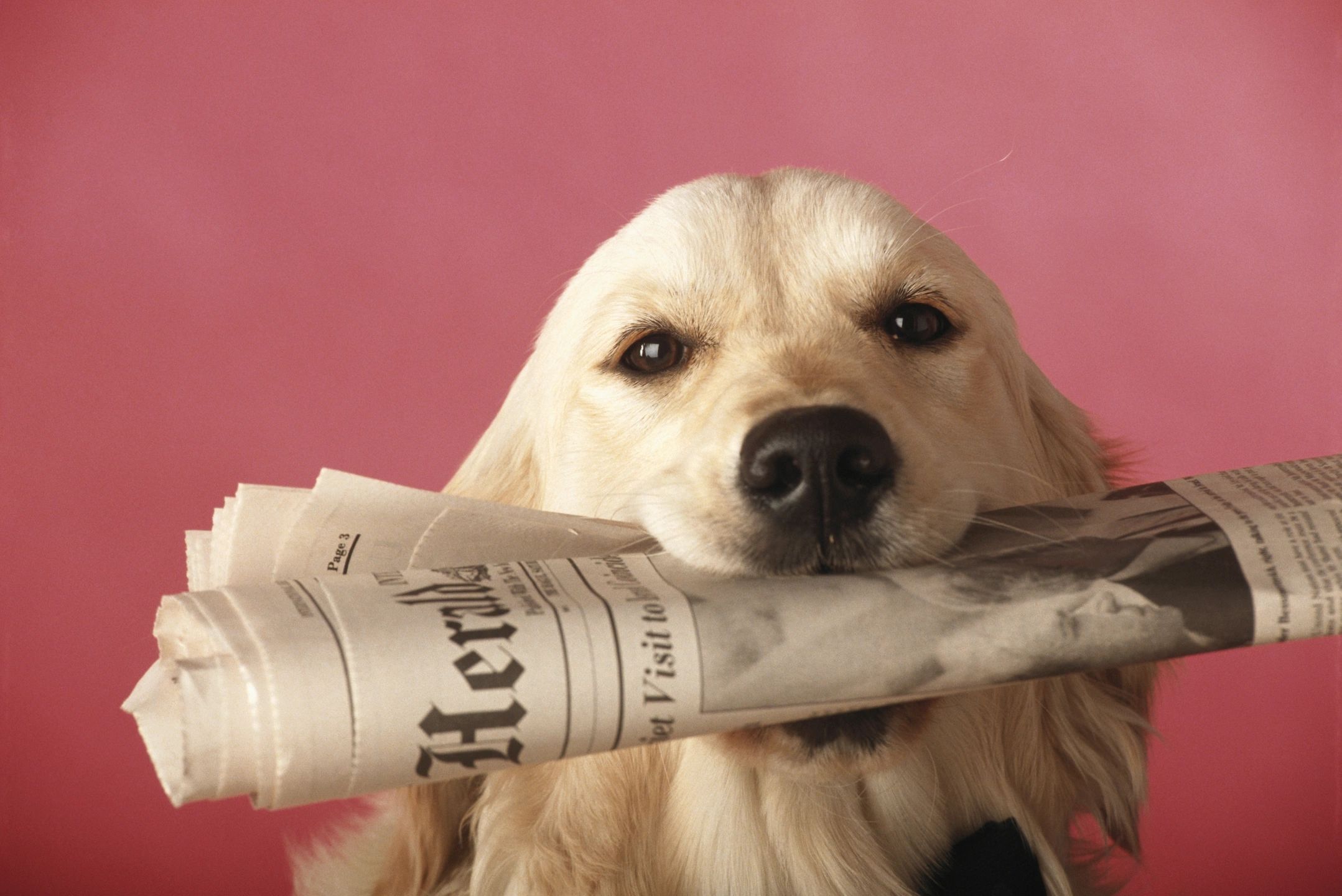 golden retriever dog holding newspaper in his mouth